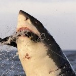 SharkWeek2012_2
